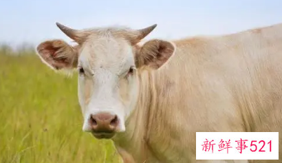 属牛人穿衣服颜色