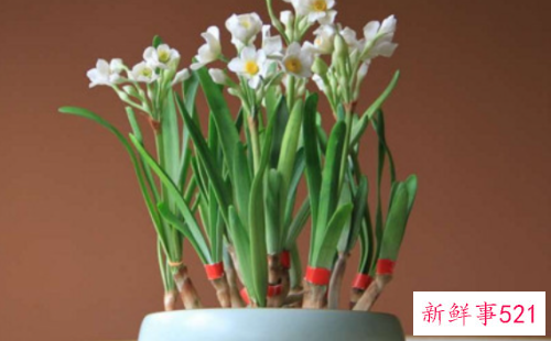 水仙花对家庭风水的影响