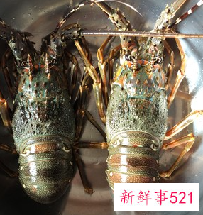 青龙虾做法家常窍门