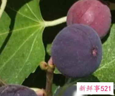 无花果叶煮水的功效与作用