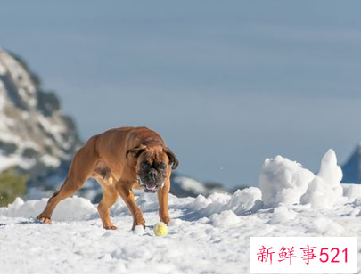 梦见被狗咬身体各部位有什么征兆