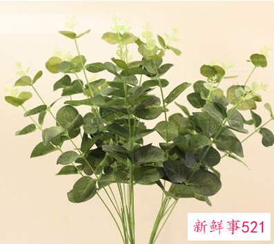 金钱草加薏米的功效