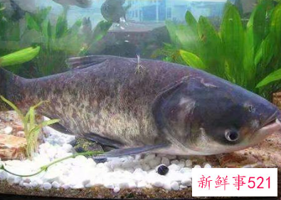 吃什么鱼最补脑子