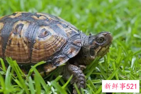 梦见乌龟喝水是什么意思呢