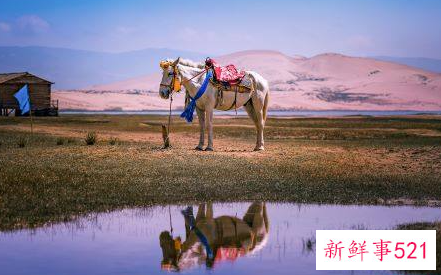 属马人2022年下半年运势如何