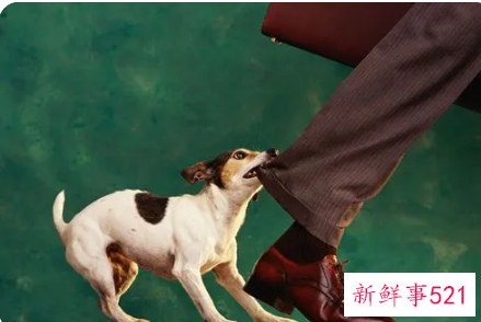 女人梦见狗咬自己的脚是什么意思