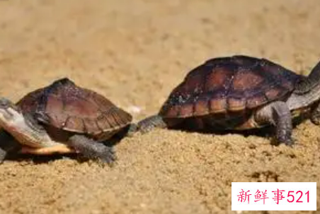 梦见乌龟喝水是什么意思呢