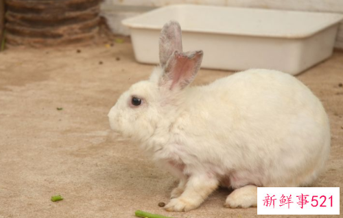 梦见兔子是什么意思?