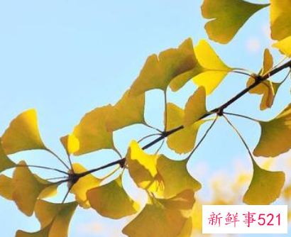 银杏树的介绍作文300字