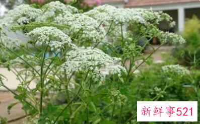 独活的功效与副作用都有哪些