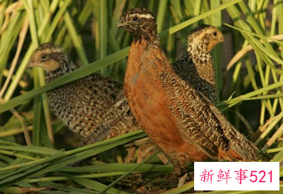 梦见鹤鹑是什么寓意