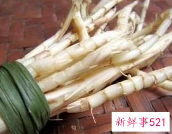 白茅根的功效与作用及禁忌