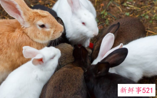 梦见兔子是什么意思?