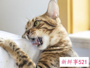 双鱼座喜欢猫吗