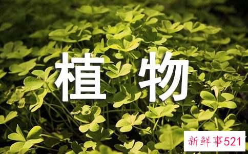 适合放玄关柜的植物