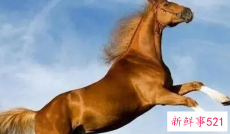 2022属马今年有一难