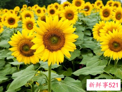 种向日葵的方法