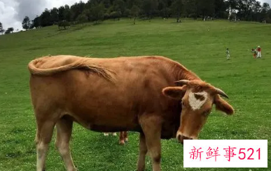 属牛人穿衣服颜色