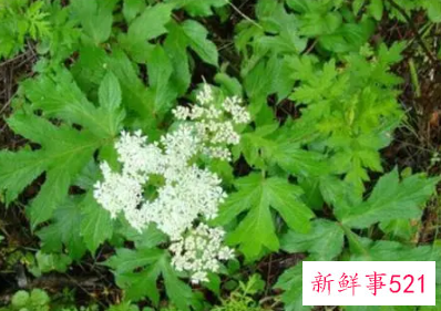 独活的功效与副作用都有哪些