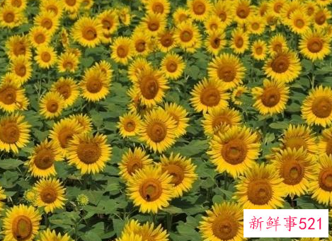 种向日葵的方法