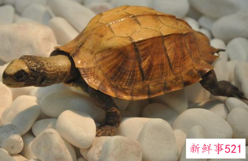 十二星座配哪个小宠物