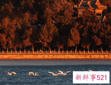北京多地吸引大批“天鹅”栖息
