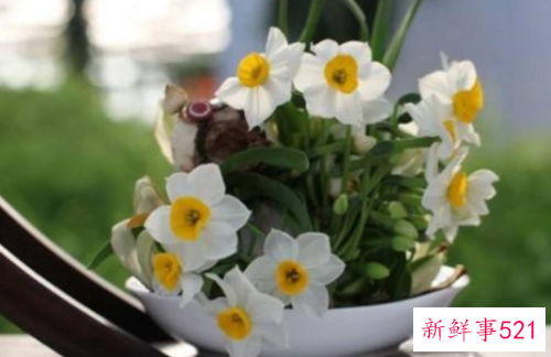 水仙花对家庭风水的影响