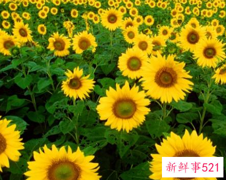 种向日葵的方法