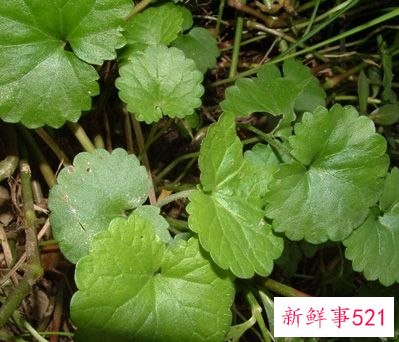 金钱草加薏米的功效