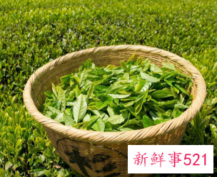 不同的茶有什么讲究