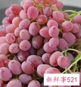 红提功效与作用及禁忌