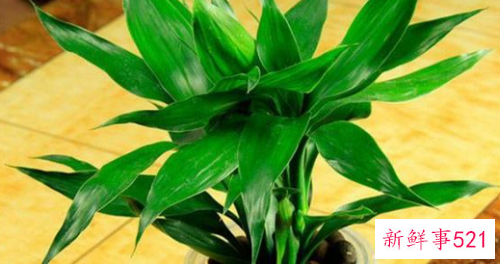 富贵竹可以土养吗