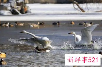 北京多地吸引大批“天鹅”栖息
