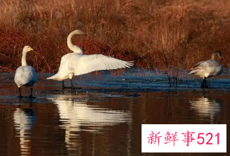 北京多地吸引大批“天鹅”栖息