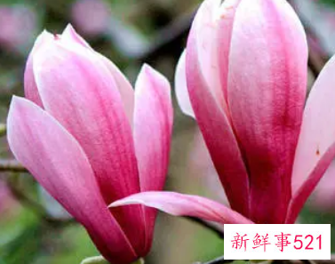 梦见花折了是什么意思