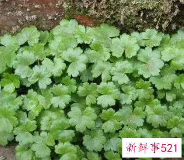 金钱草加薏米的功效