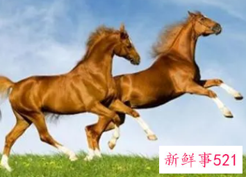 2002年属马女的婚配