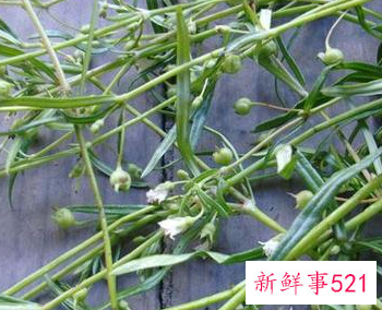 白茅根的功效与作用及禁忌