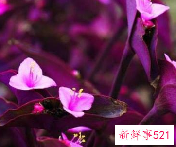 适合放在阳台的绿植有哪些