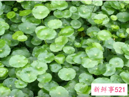 金钱草加薏米的功效