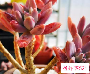 适合放在阳台的绿植有哪些