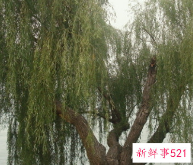 柳树代表着什么象征意义