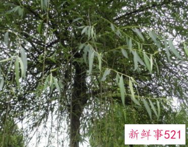 柳树代表着什么象征意义