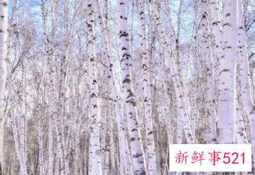 冬天有哪些具有代表性的东西