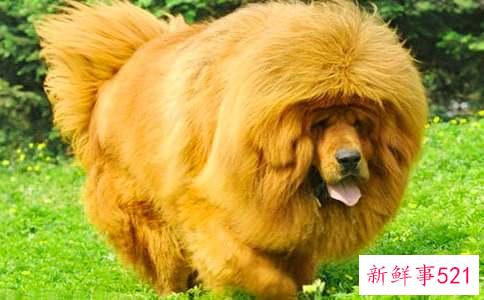 想养藏獒?明智之价!