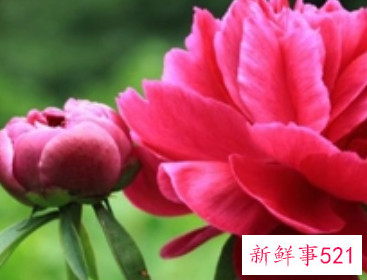 梦见花折了是什么意思