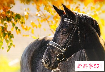 属马人2022年下半年运势如何