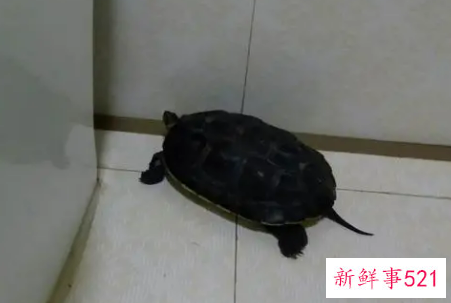 梦见乌龟喝水是什么意思呢