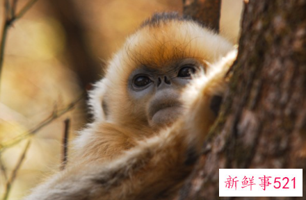 梦见猴子什么寓意