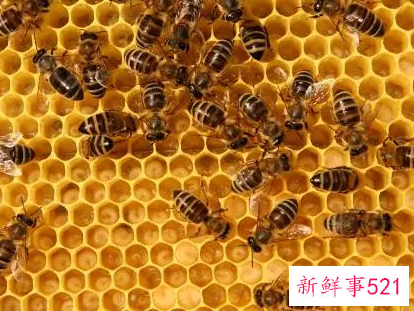 梦见蜂窝有什么征兆